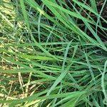 Image result for Ischaemum afrum