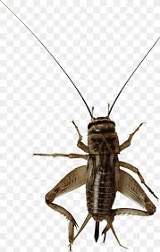 Cricket brown is an american famed star who is best known for her starring role of alice in the horror and thriller film the unholy. Brown And Black House Cricket Insect Cricket Flour Field Cricket Entomophagy Insect Bug Love Natural Insects Png Pngwing