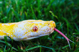 Snake eyes parrot danger satiny reptiles wallpapers animals mamba 4k animal skin hd close viper brown horned wallpapershome. Snake Tongue Pet Reptile Scales Eyes Python Ball Python Animal Close Up By Logan Ellis Photo Stock Snapwire