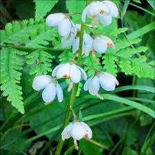 Image result for Rinorea elliptica