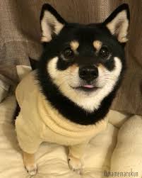 Black And Tan Shiba Inu Puppy Cute Instagram Japanese Dogs Shiba Inu Cute Puppies