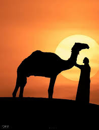 Nice story of a man and a camel. Lovin Dubai The Story Of A Man And His Beloved Camel Facebook