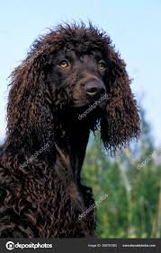 Image result for irský vodní španěl