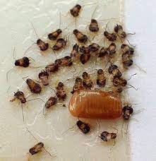 german cockroach egg and the babies hatching out each egg capsule contains 30 to 48 eggs german cockroach cockroach control cockroaches