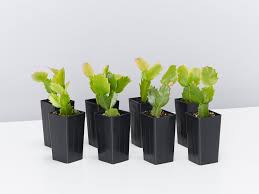 Do you want a really cool blooming plant for the holiday season? Shlumbergera Truncacata Buy Succulent Plants Online Zygocactus