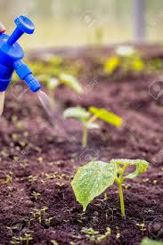 Sliced, pickled, or pulled right off the vine, you'll enjoy the unmistakable flavor of cucumbers! Top Dressing Of New Cucumber Seedlings Plant With Liquid Fertilizer From The Scatterer Stock Photo Picture And Royalty Free Image Image 102252872
