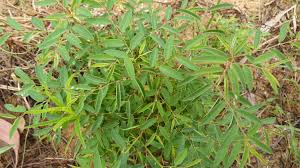 Image result for Xenostegia pinnata