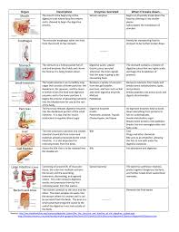 Digestive System Organs Chart