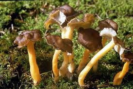 Check spelling or type a new query. Zuppa Ricetta Come Conservare I Finferli