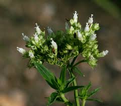 Image result for Agathisanthemum