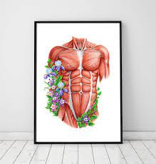 For more videos visit seewhayanatomy.com or follow us on twitter @seewhyanatomy. Mannliche Rumpfmuskeln Vintage Anatomie Poster Codex Anatomicus