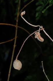 Image result for Dialium schlechteri