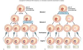Nondisjunction Events In Humans Mmg 233 2014 Genetics Genomics Wiki Fandom
