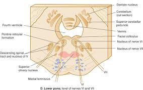 Pathway from a brainstem nucleus in memory. The Brain Stem And Cerebellum Neupsy Key