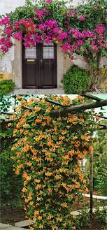 Shop our large selection of flowering vines and climbers with safe free shipping to your front door. 20 Favorite Flowering Vines And Climbing Plants Climbing Flowers Climbing Plants Plants