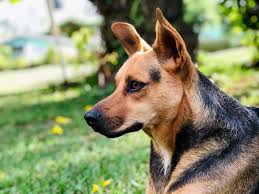 The debate continues, bad to the bone? The German Shepherd Pitbull Mix Your Ultimate Information Guide Your Dog Advisor