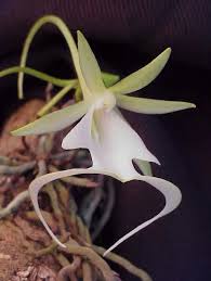 We did not find results for: 10 Incredibly Rare Flowers You Have Probably Never Seen The Mysterious World