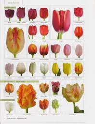 Flower Classroom Tulips Florists Review Magazine Features This Amamzing Flower Florists Review Types Of Tulips Tulips