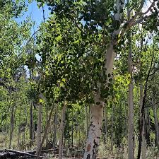 Image result for Cladostemon kirkii