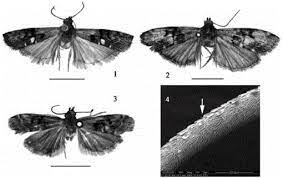 When i was in china everything seemed much more relaxed than the news was reporting. The Genus Thiallela Walker 1863 In China Lepidoptera Pyralidae Phycitinae