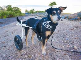 Image result for invalid dog wheelset