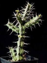 Image result for Euphorbia zambesiana