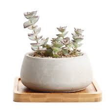 In stock at store today. T4u 9cm Cement Serial Big Round Sucuulent Cactus Plant Pots Flower Pots Planters Containers Window Boxes With Bamboo Tray Grey Buy Online In Antigua And Barbuda At Antigua Desertcart Com Productid 49991494