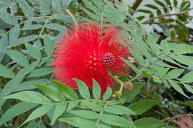 Image result for Calliandra haematocephala