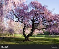 Each cherry tree gives a lot of wood due to the large size and branches. Cherry Blossom Forest Image Photo Free Trial Bigstock