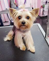 Image result for yorkshire haircut