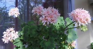 Пеларгония на все времена: малышка Bev Foster