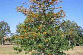 Image result for Grevillea robusta
