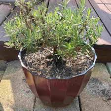 Image result for rosemary container