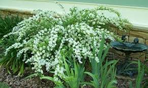 Deutzia Wedding Bells Google Search Front Yard Plants Plants White Gardens