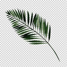Download free palm tree png images. Leaf Watercolor Painting Watercolor Leaves Watercolor Leaves Palm Tree Grass Png Klipartz