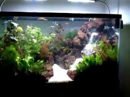 Cartoon low poly fish aquarium illustration. Aquascape Air Terjun Salju Aquascaping Air Terjun Aquarium