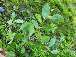 Image result for Goat Willow