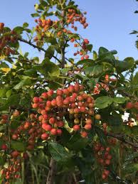 Image result for Zanthoxylum capense