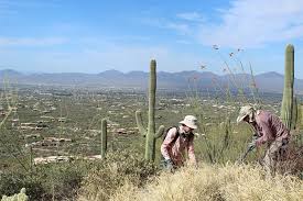 The green plants have waxy skin covered with protective spines. Volunteers Remove Buffelgrass To Save Saguaros And Prevent Wildfires Az Big Media