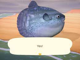 Animal crossing city folk club. New Fish And Bugs For July In Animal Crossing New Horizons Polygon