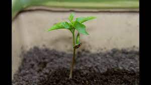 Bamong's day 4 germinating cherry tree from seed. How To Grow A Cherry Tree From Seed Youtube
