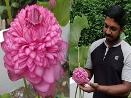 Maybe you would like to learn more about one of these? Green Living A Rare 1000 Petal Lotus Blooms In Tripunithura Kerala Times Of India