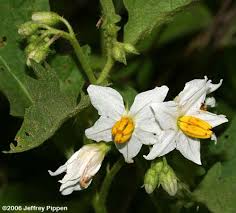 Image result for Solanum tettense