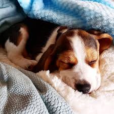 Only My Dog Understands Me With White Paw Print T Shirt Zazzle Com En 2020