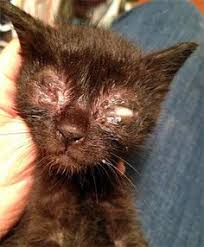 Cara mengobati sakit mata pada kucing secara alami yang pertama adalah dengan membasuh mata kucing yang sakit dengan air garam. Cara Mudah Merawat Anak Kucing Yang Mengalami Jangkitan Mata The Mamamiaow