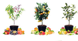 What is a fruit salad tree? Fruit Salad Tree Company Littles Loop Rd Rollands Plains Nsw 2441 Australia