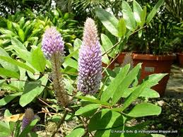 Image result for Uraria