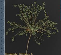 Image result for Corrigiola