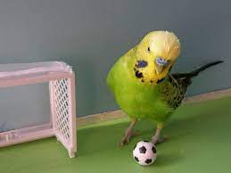 parakeet playing soccer muhabbet kuslari kus