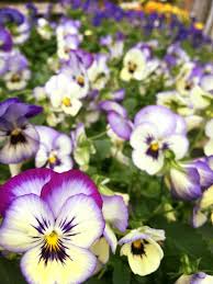 Maybe you would like to learn more about one of these? Hillview Garden Floral Bowling Green Ky